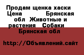 Продам щенка хаски › Цена ­ 7 000 - Брянская обл. Животные и растения » Собаки   . Брянская обл.